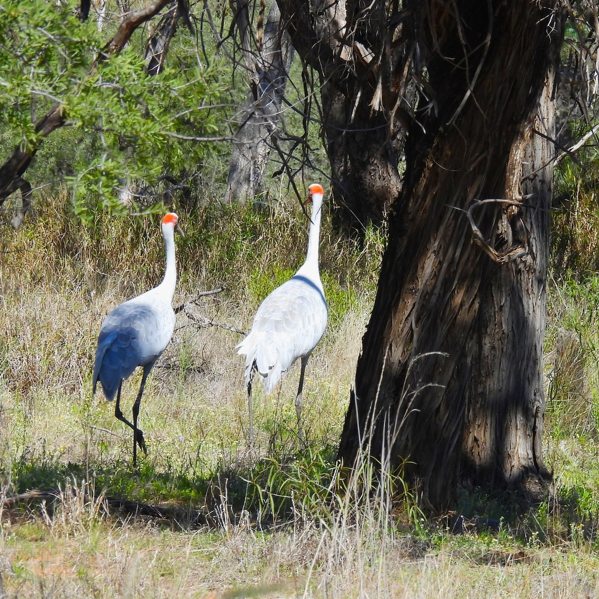 Brolga - ML625467665