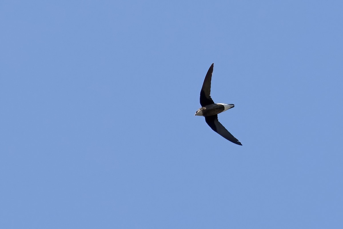 White-throated Needletail - ML625467694