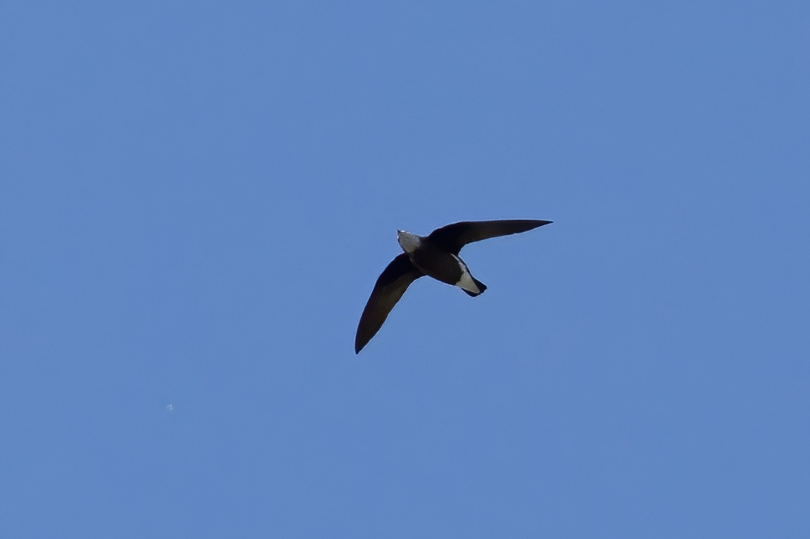 White-throated Needletail - ML625467695