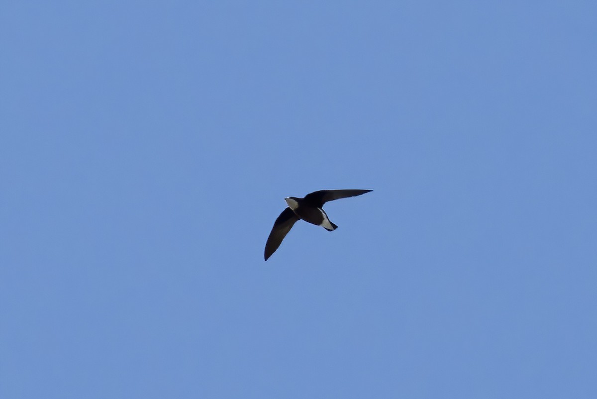 White-throated Needletail - ML625467696