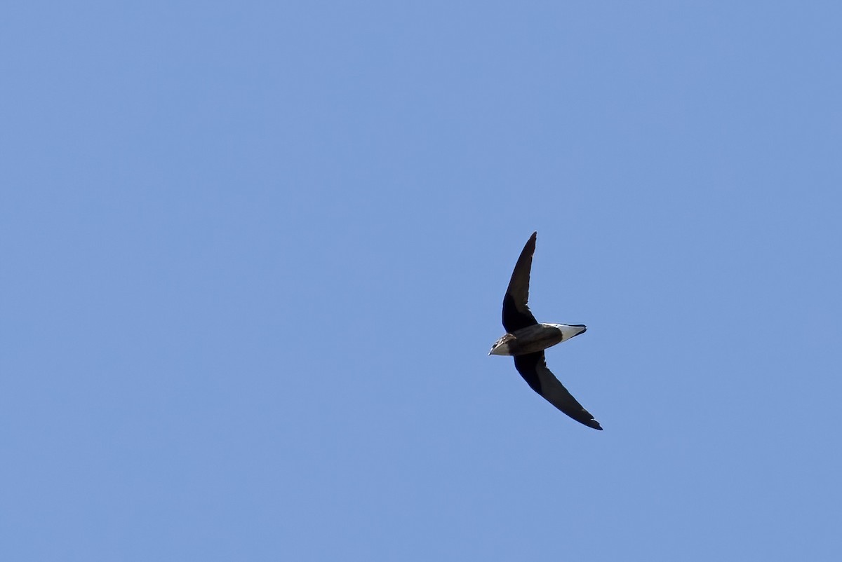 White-throated Needletail - ML625467697