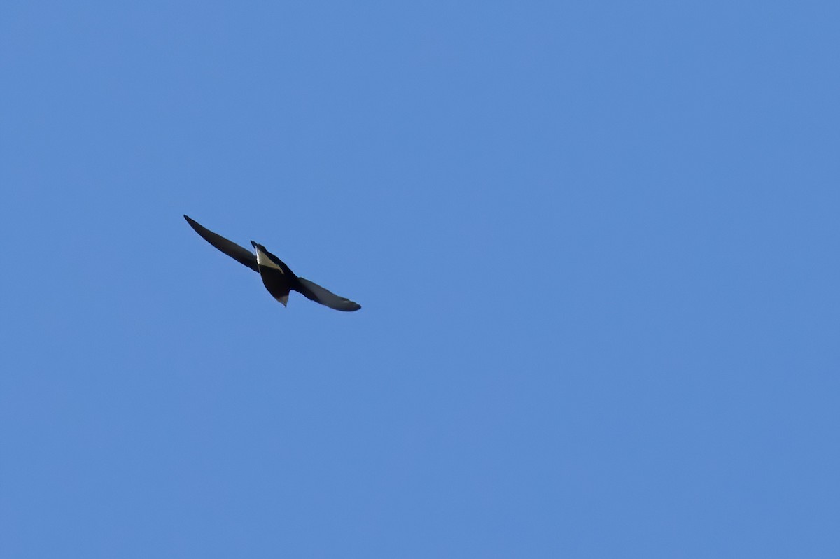 White-throated Needletail - ML625467698