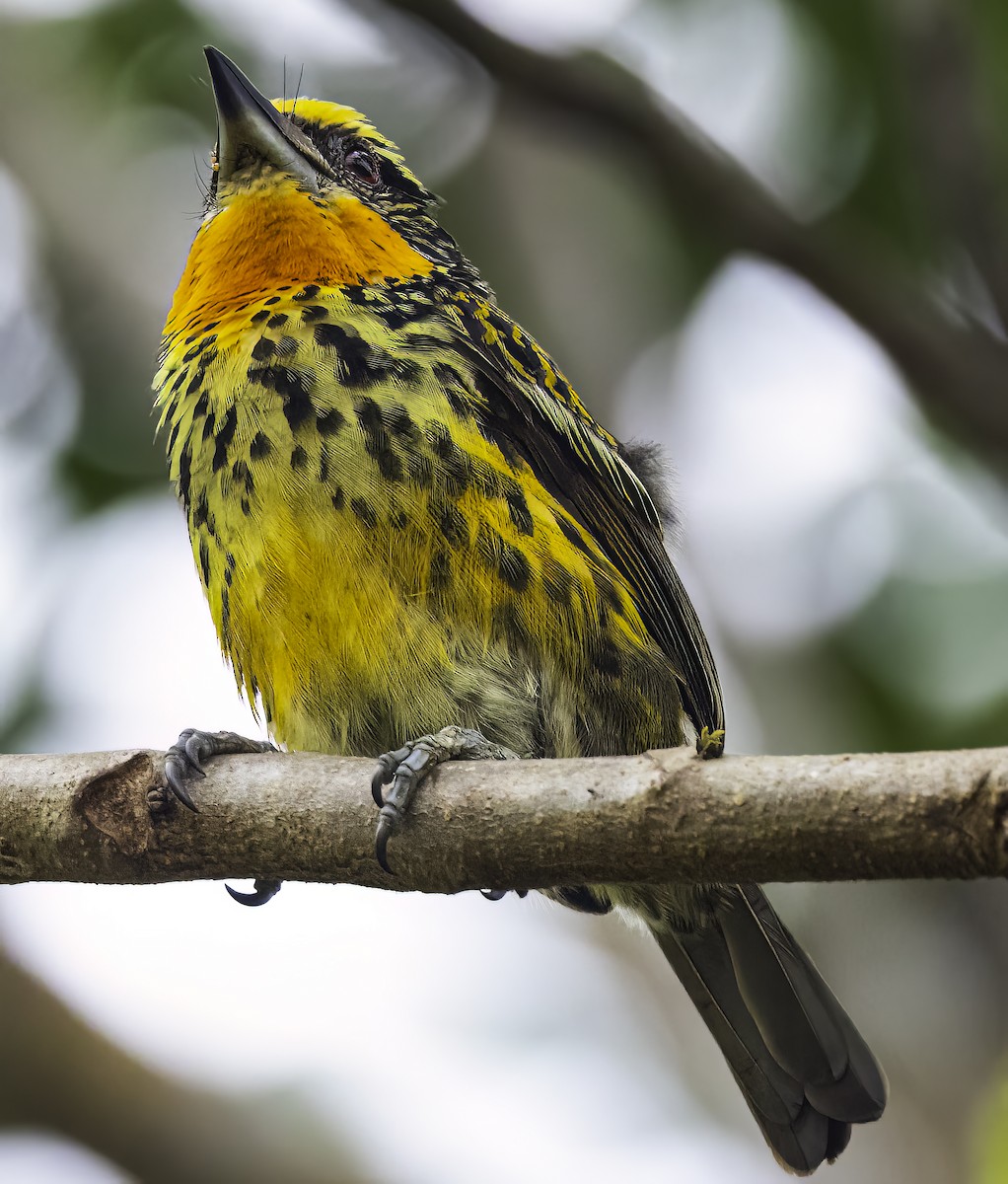 Gilded Barbet - ML625467701