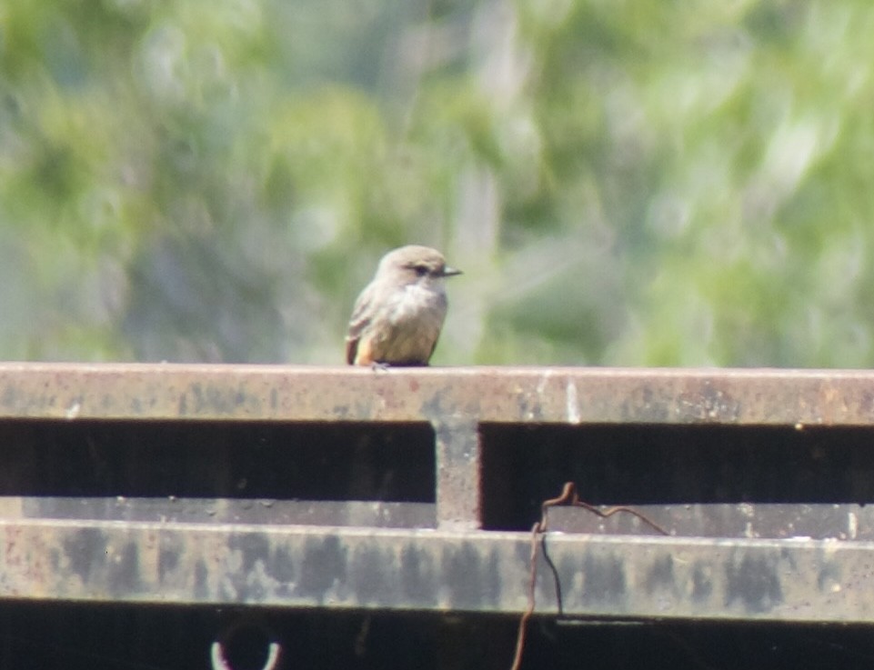 Vermilion Flycatcher - ML625467765