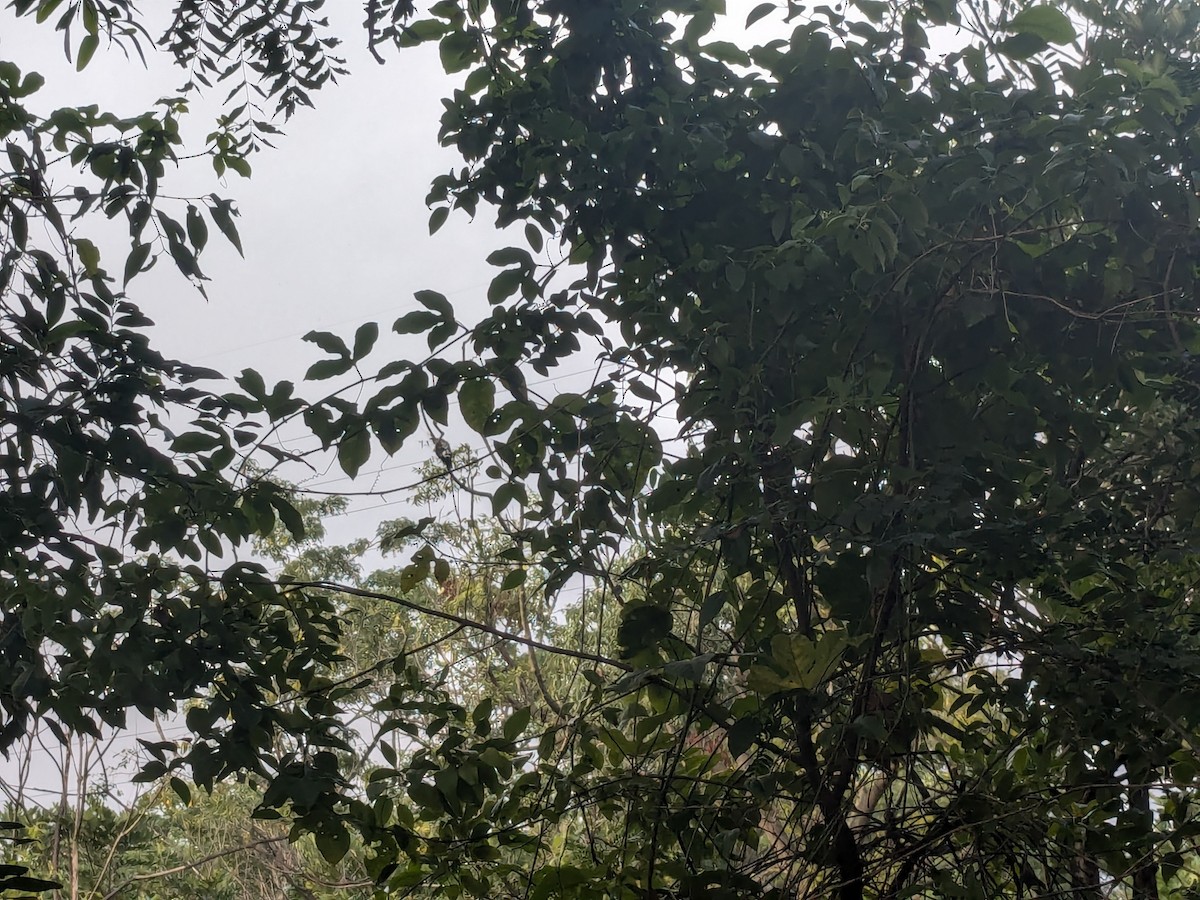 Black Baza - ML625467785