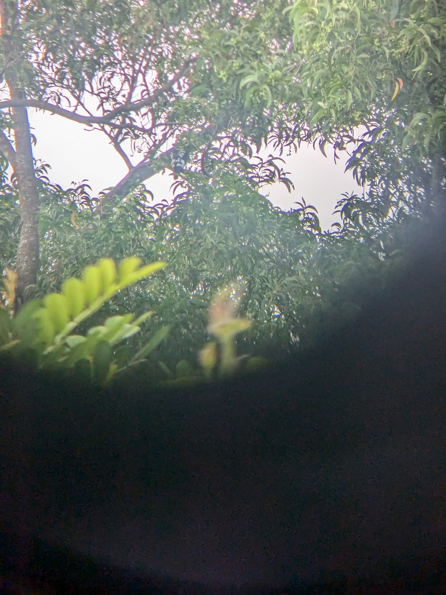 Black Baza - ML625467786