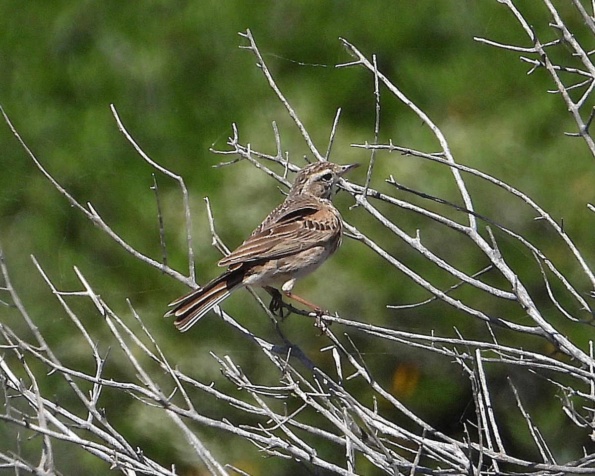 Australian Pipit - ML625467821