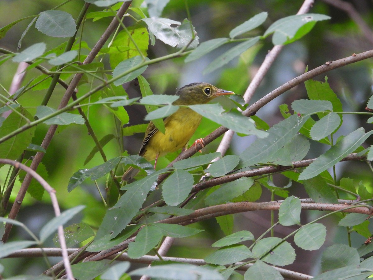 Alström's Warbler - ML625468003