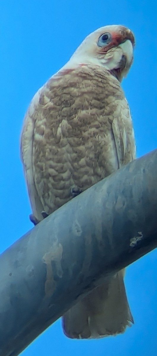 Long-billed Corella - ML625468006