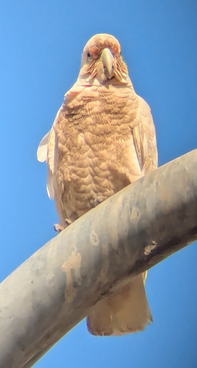 Long-billed Corella - ML625468007