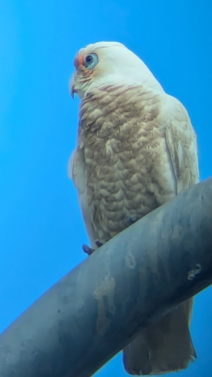 Long-billed Corella - ML625468008