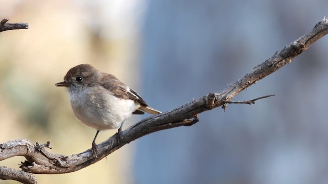 Red-capped Robin - ML625468054