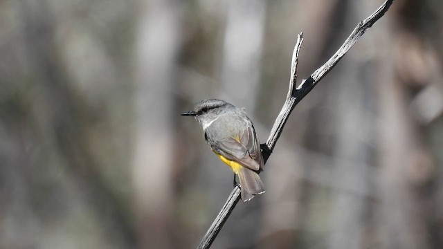 Western Yellow Robin - ML625468055