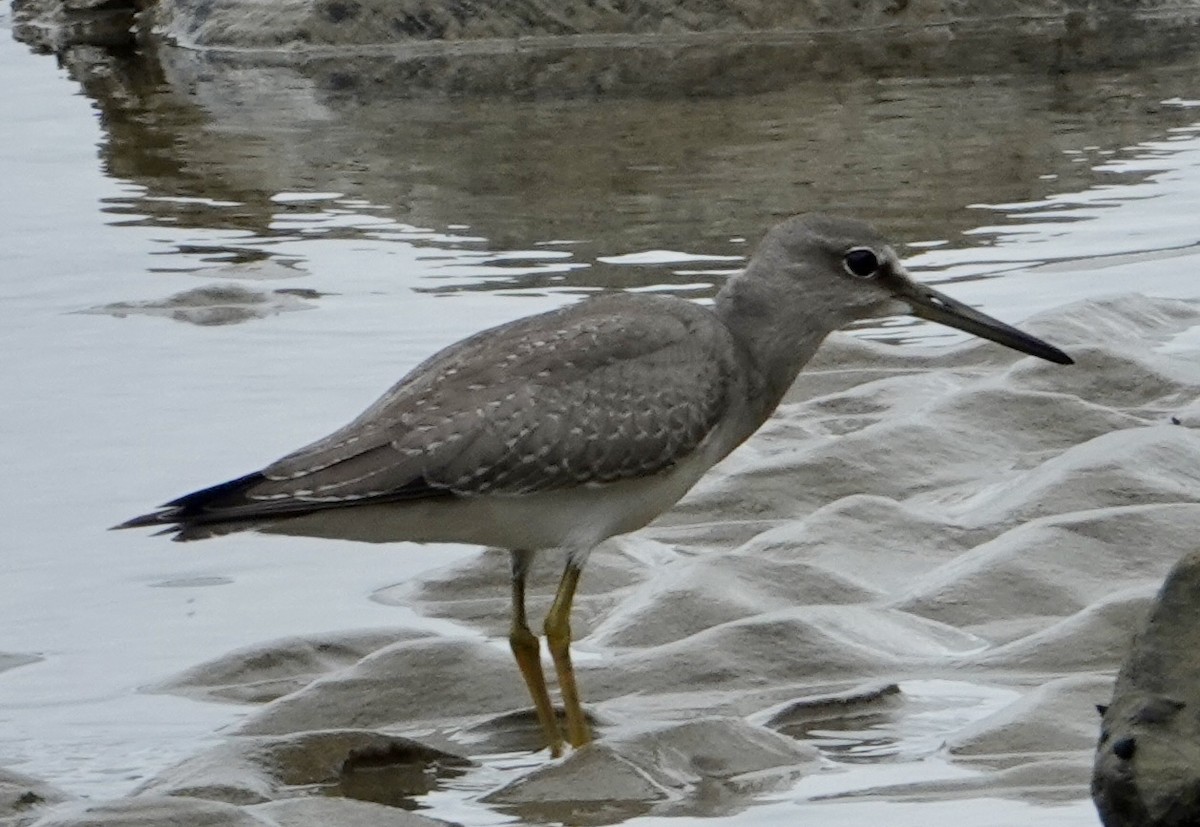 Gray-tailed Tattler - Jeff Manker