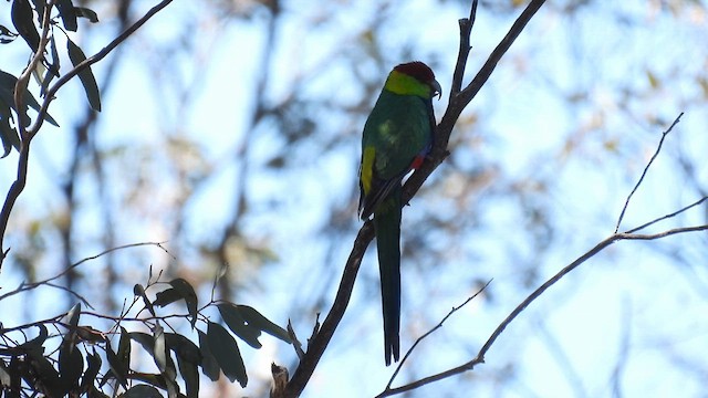 Red-capped Parrot - ML625468239