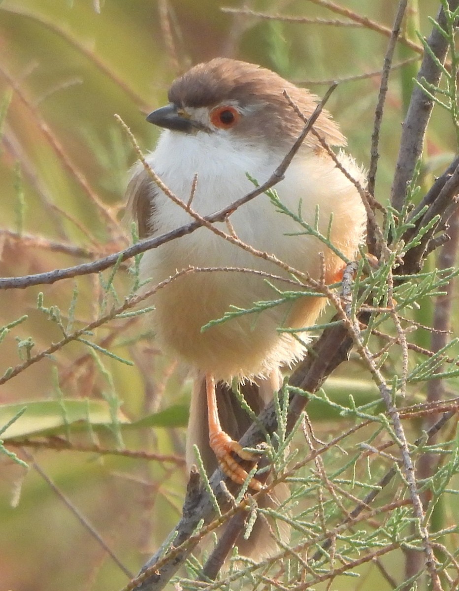 Yellow-eyed Babbler - ML625468333