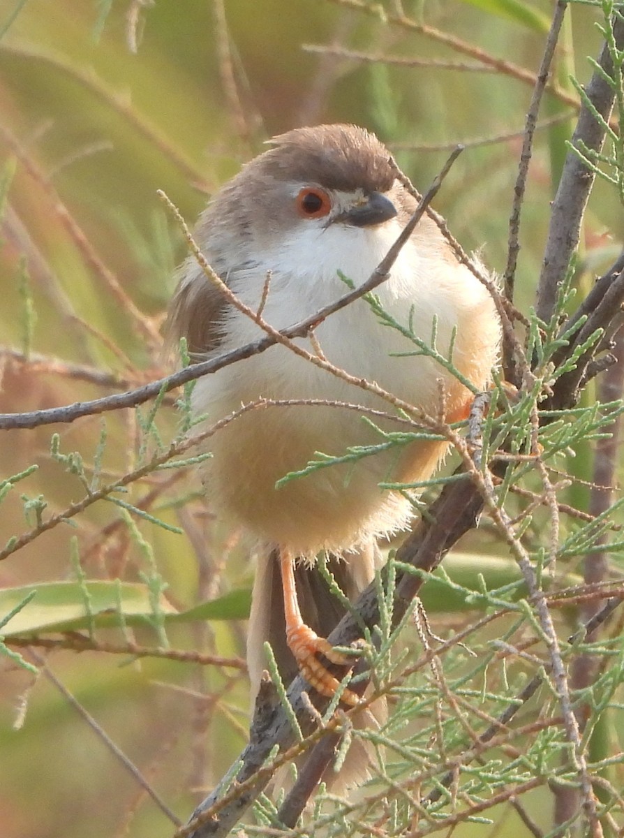 Yellow-eyed Babbler - ML625468334