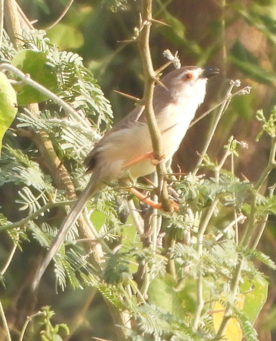 Yellow-eyed Babbler - ML625468335