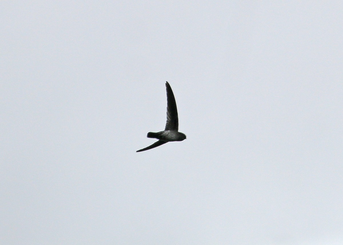 Plume-toed Swiftlet - ML625468520