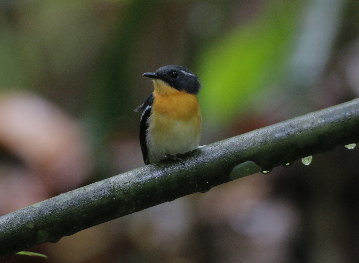 Rufous-chested Flycatcher - ML625468534