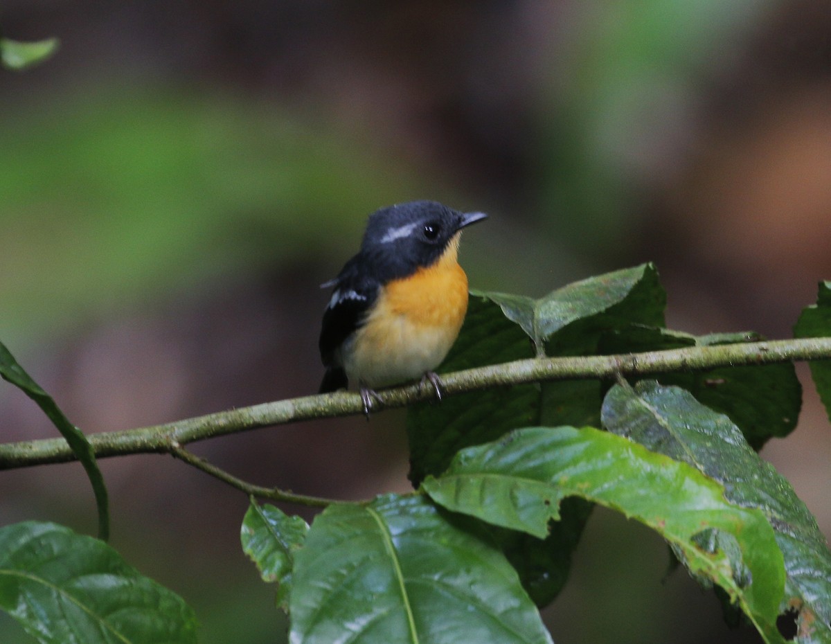 Rufous-chested Flycatcher - ML625468535