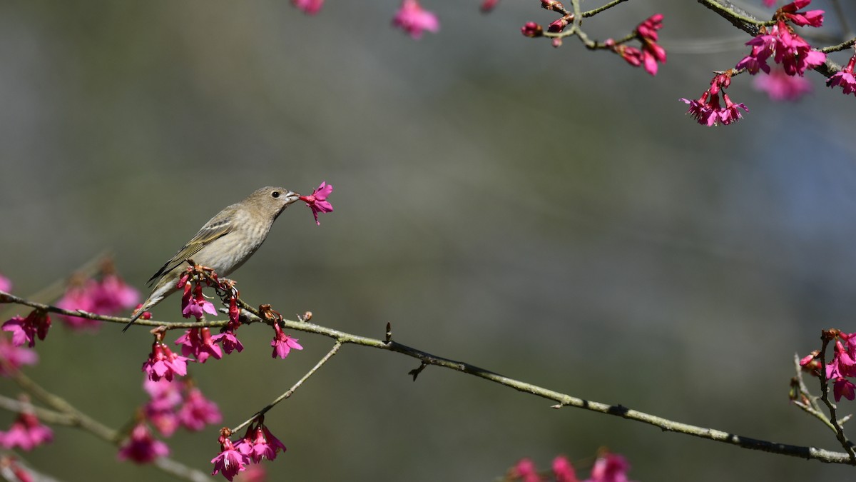 Common Rosefinch - ML625468572