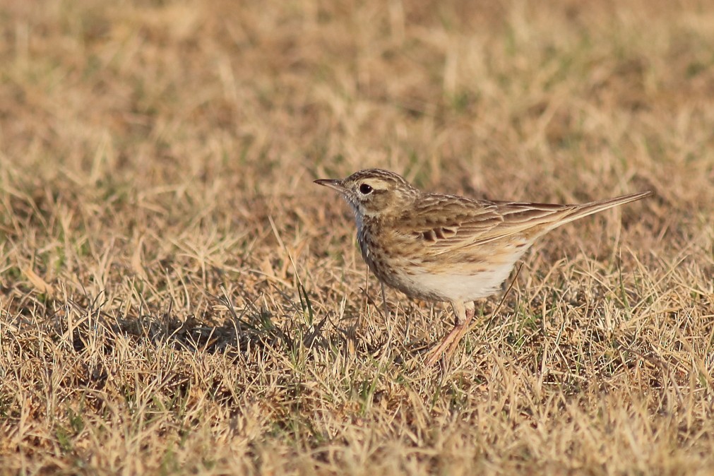 Australian Pipit - ML625468875