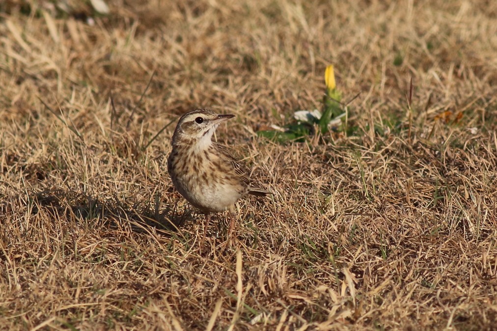 Australian Pipit - ML625468877