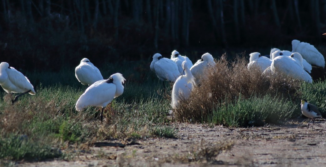 Royal Spoonbill - Paul Lynch