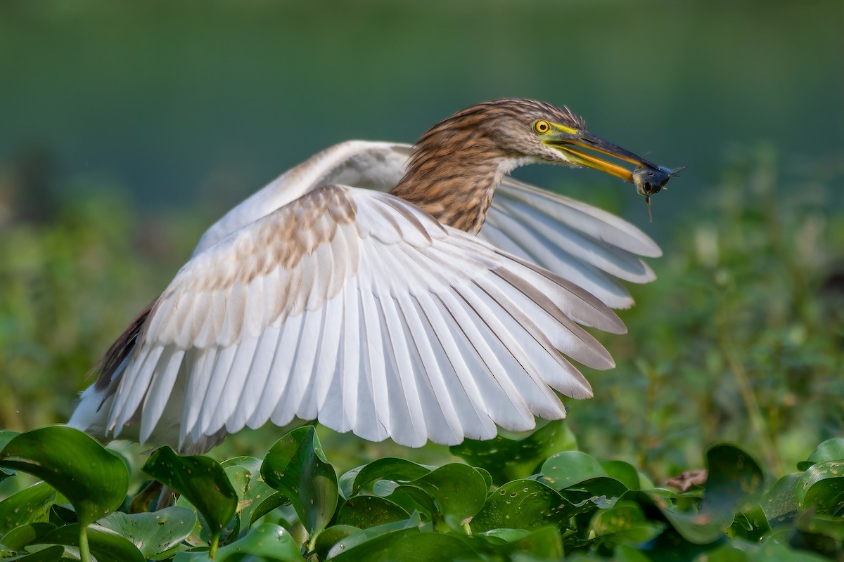 mangrovehegre - ML625468972