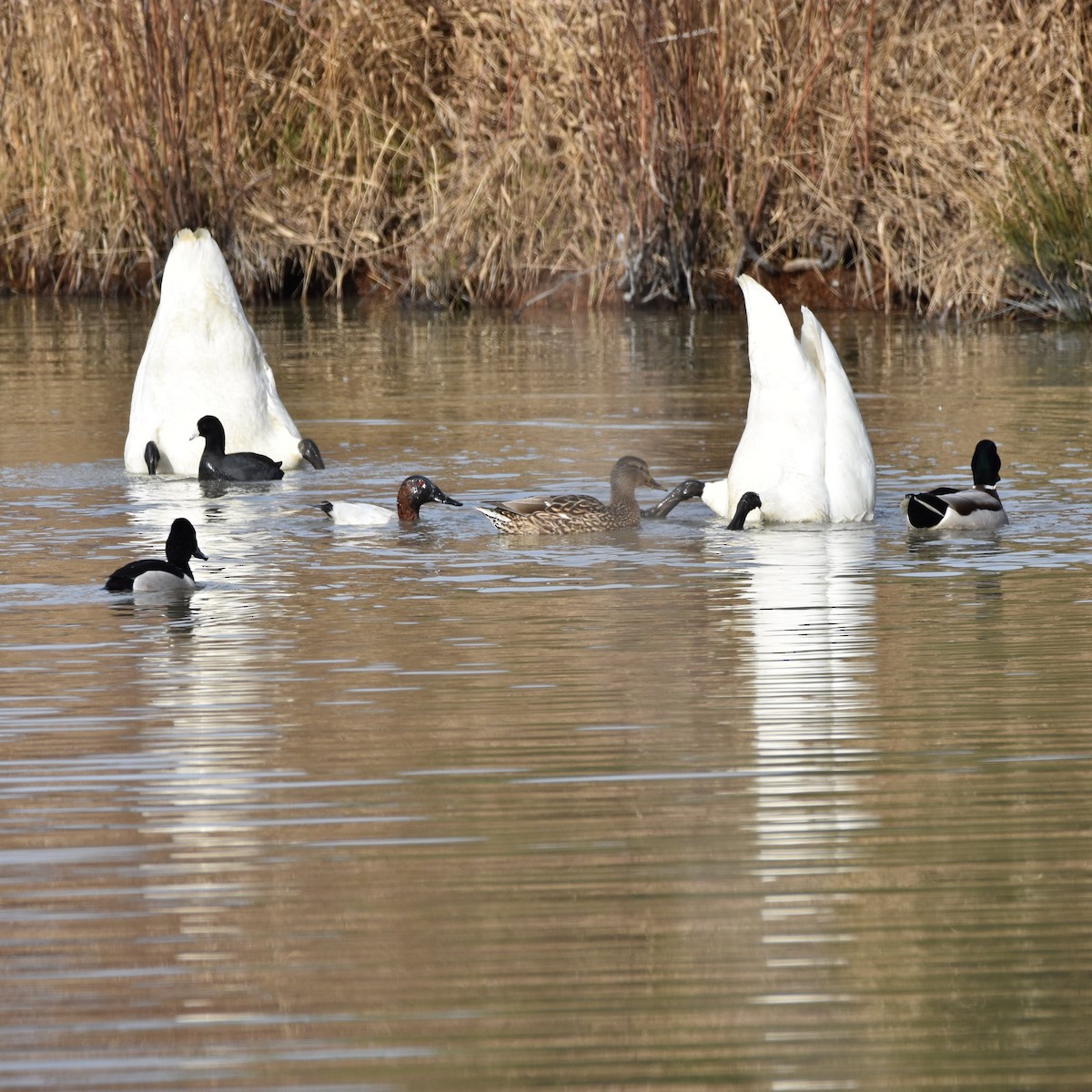 Trumpeter Swan - ML625469055