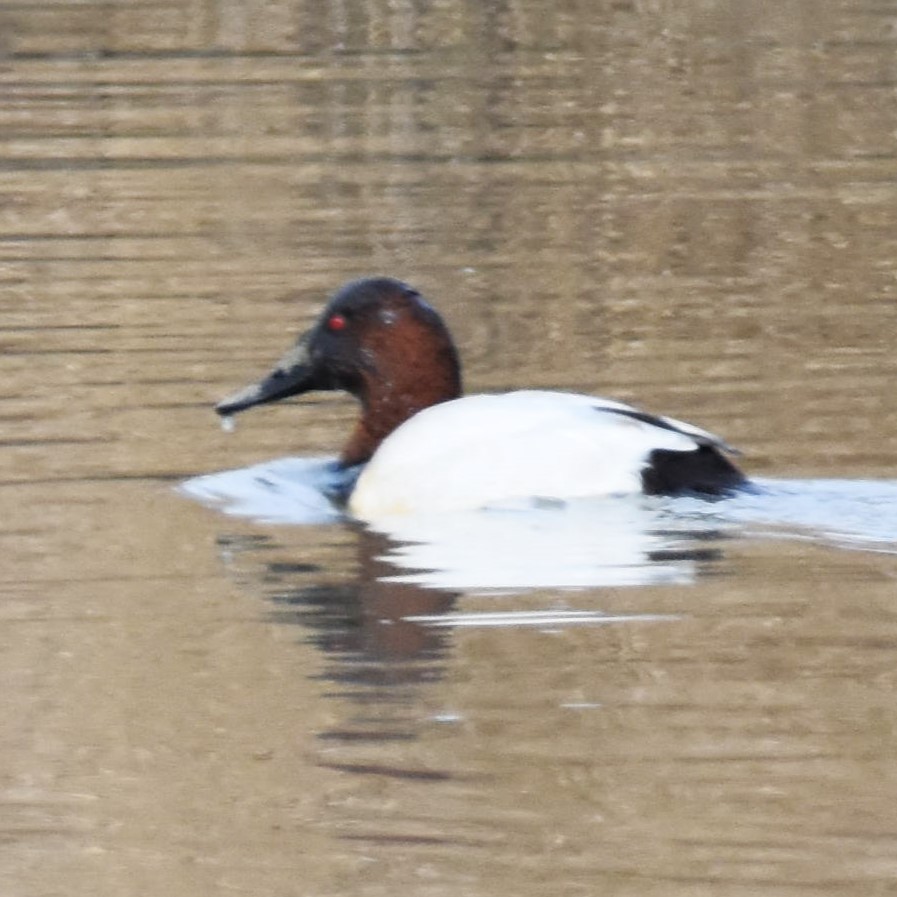 Canvasback - ML625469071