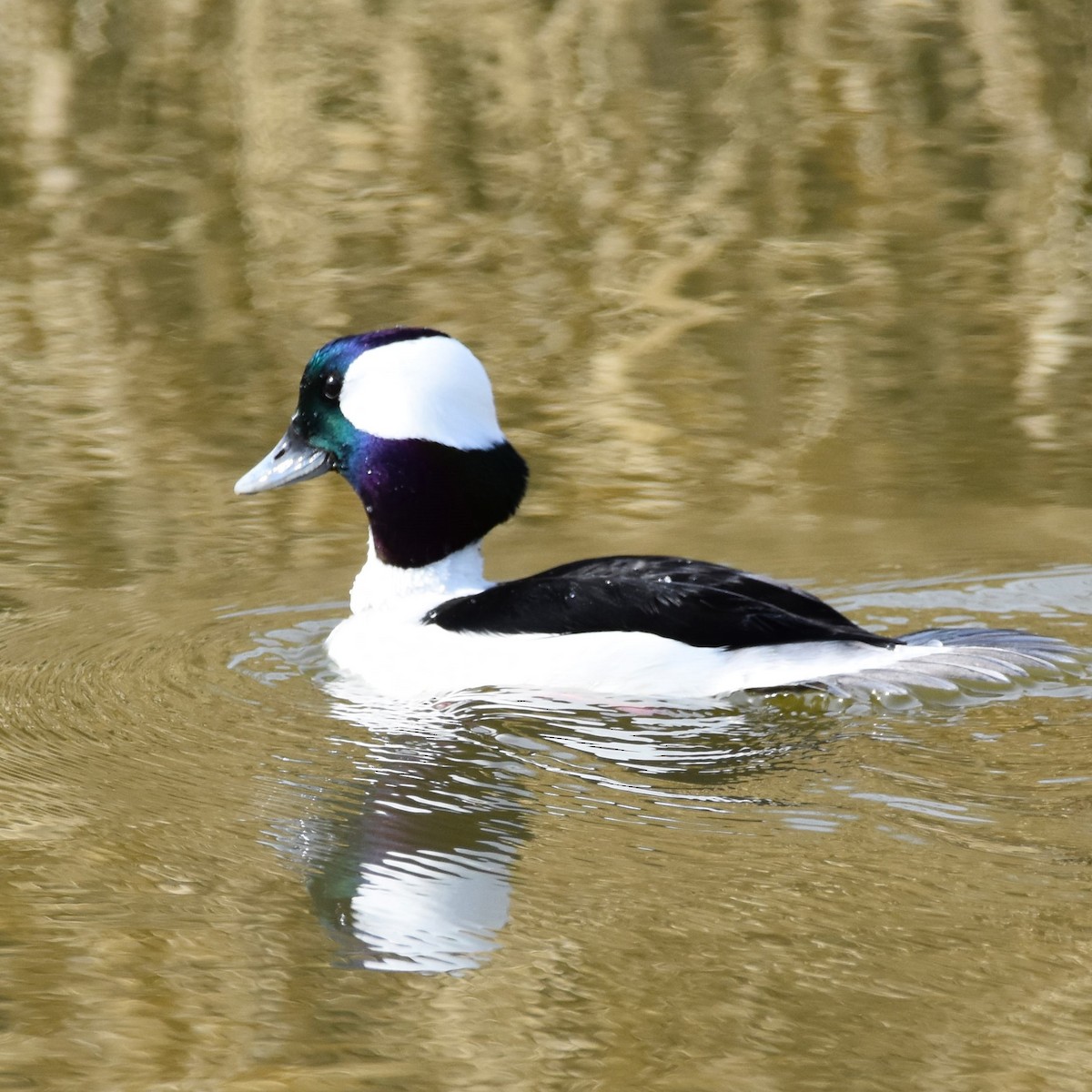 Bufflehead - ML625469077