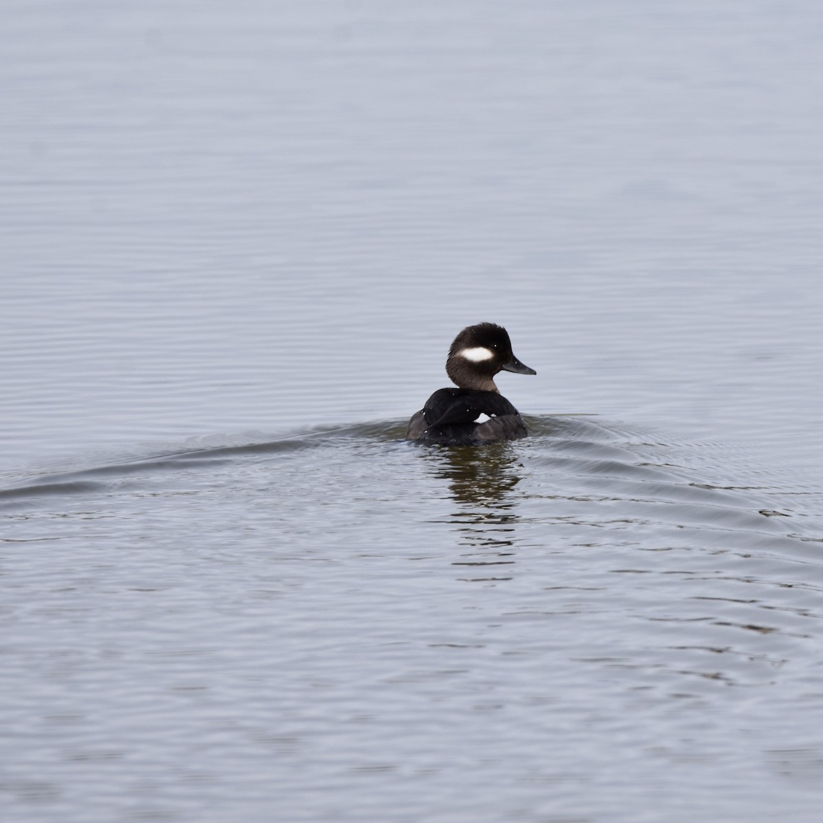 Bufflehead - ML625469079