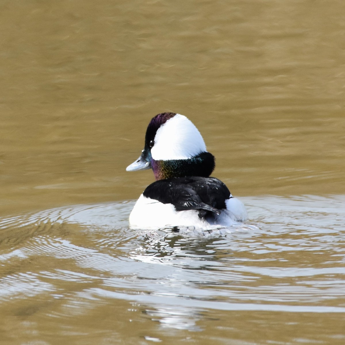 Bufflehead - ML625469080