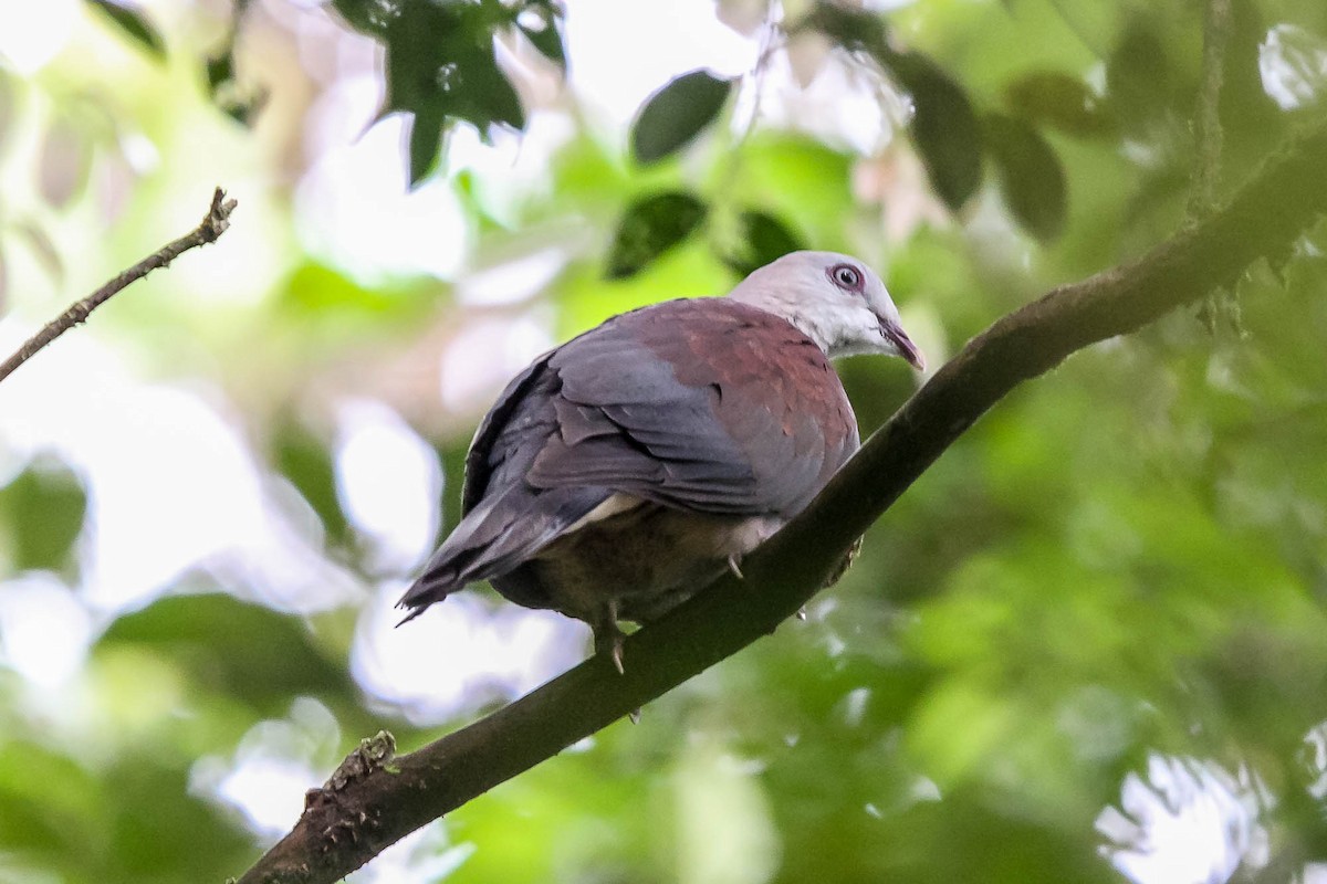 Mountain Imperial-Pigeon - ML625469094