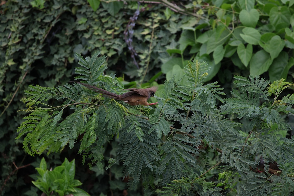 Speckled Mousebird - ML625469152