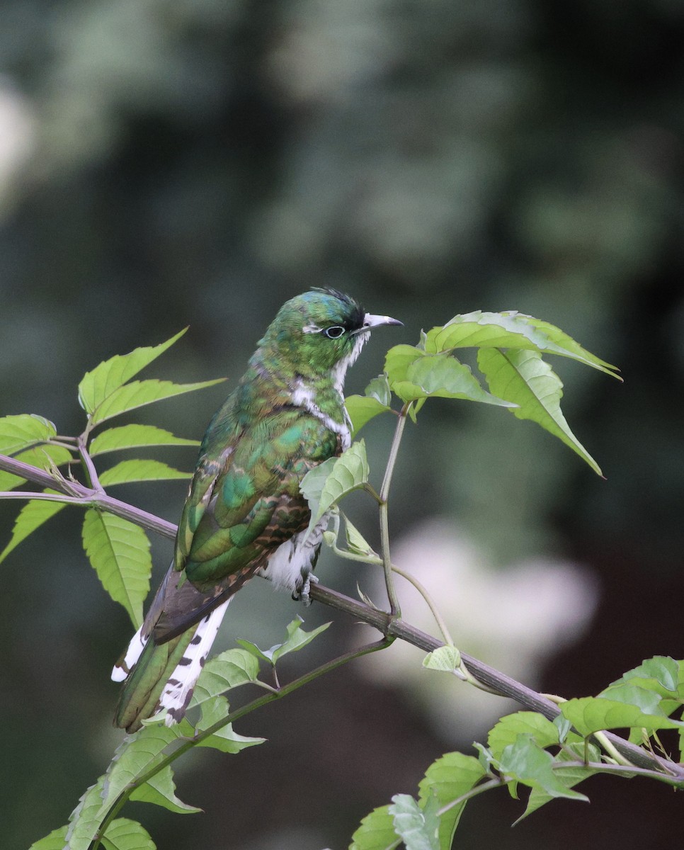 Klaas's Cuckoo - ML625469161