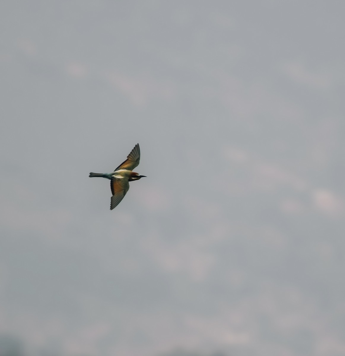 European Bee-eater - ML625469166