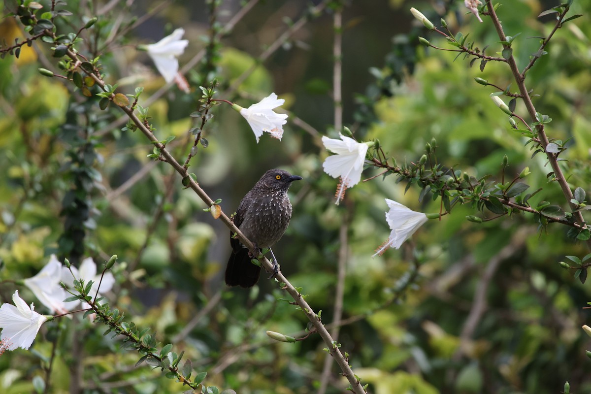 Arrow-marked Babbler - ML625469172