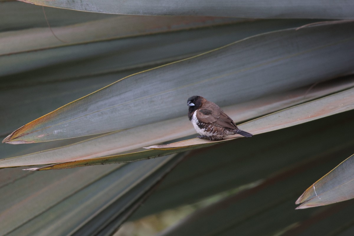 Bronze Mannikin - ML625469177