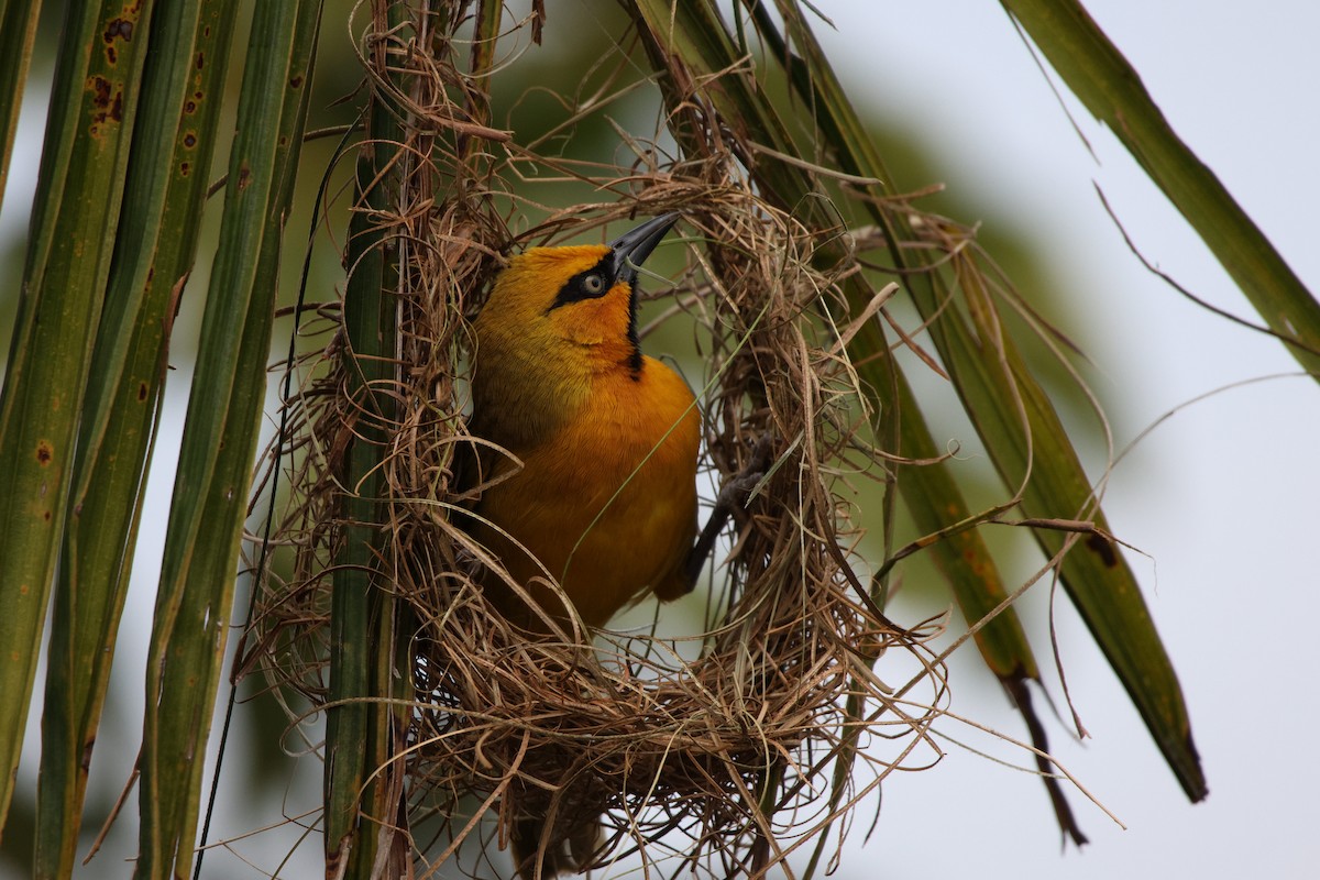 Spectacled Weaver - ML625469182