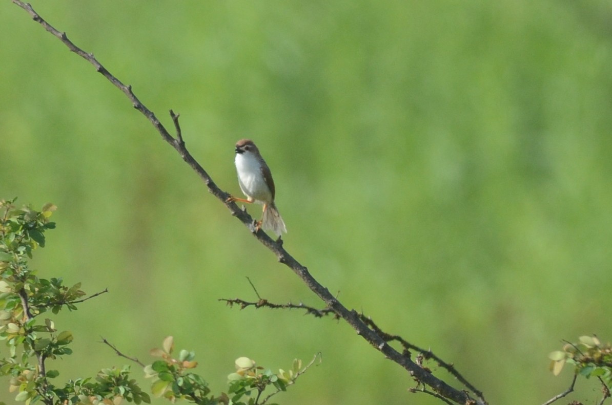 Yellow-eyed Babbler - ML625469242