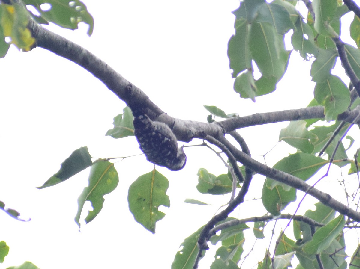 Brown-capped Pygmy Woodpecker - ML625469263