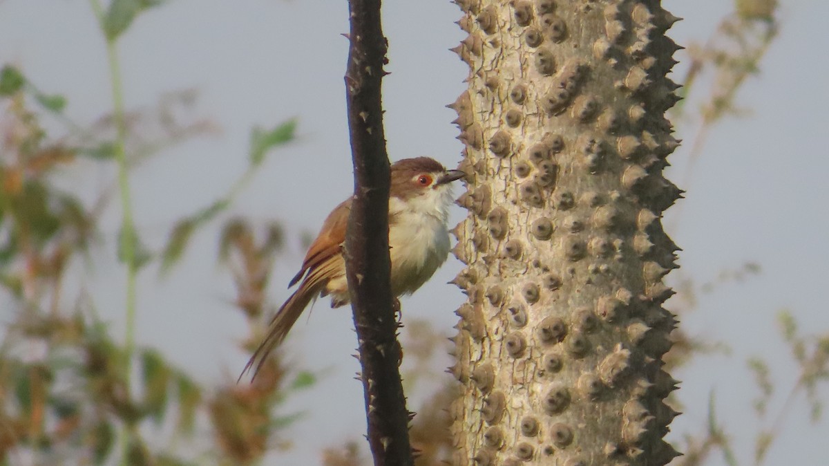 Yellow-eyed Babbler - ML625469307