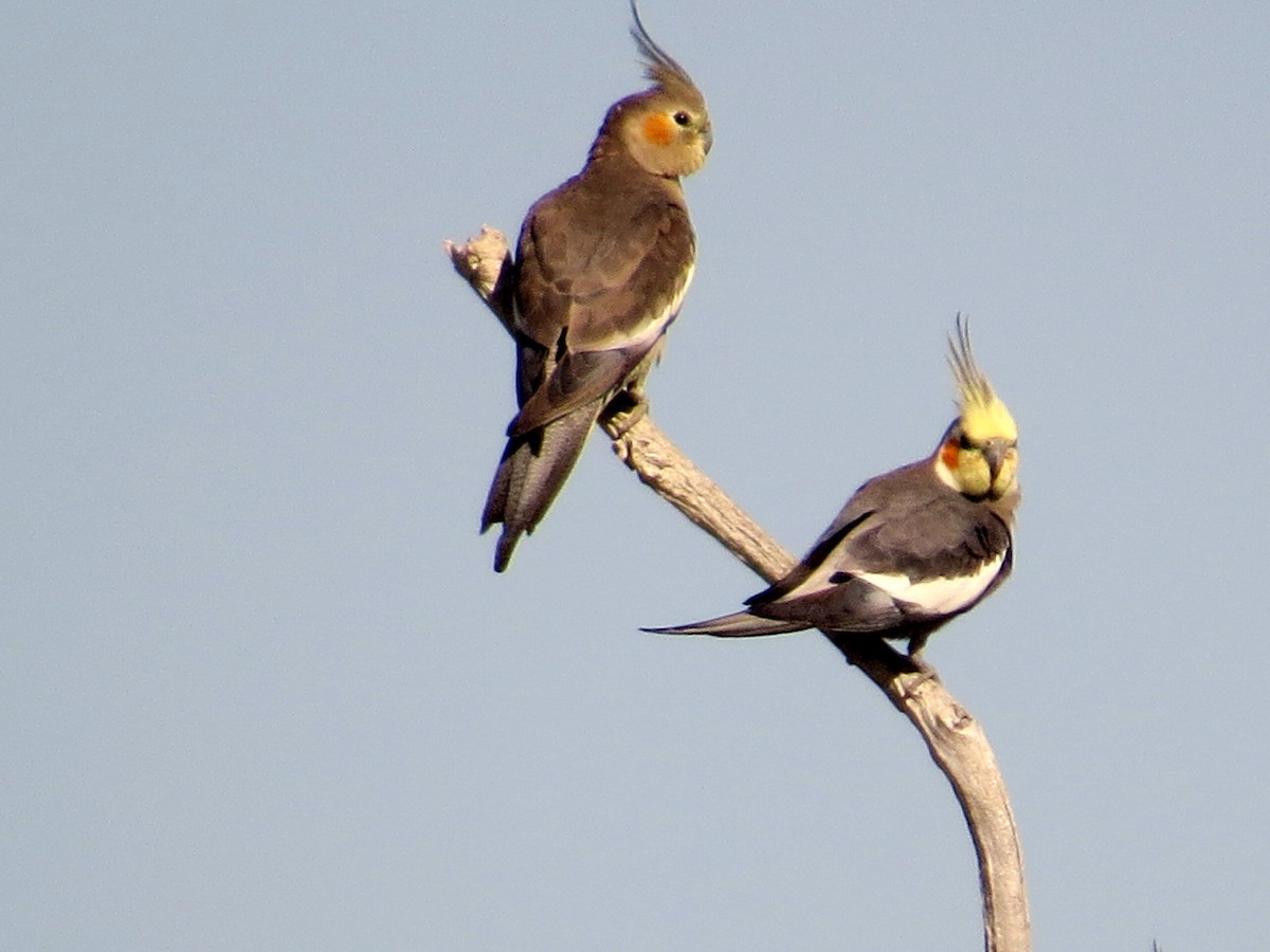 Cockatiel - ML625469320