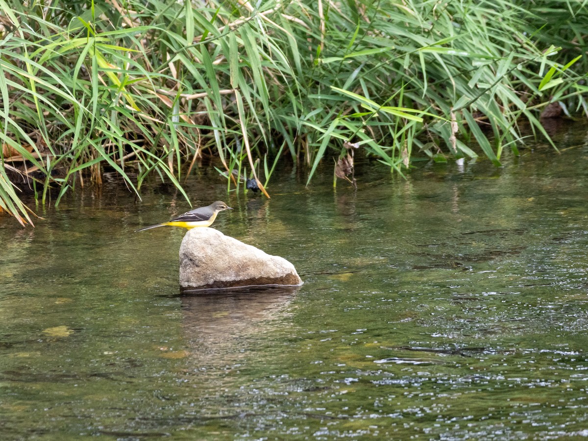 Gray Wagtail - ML625469358
