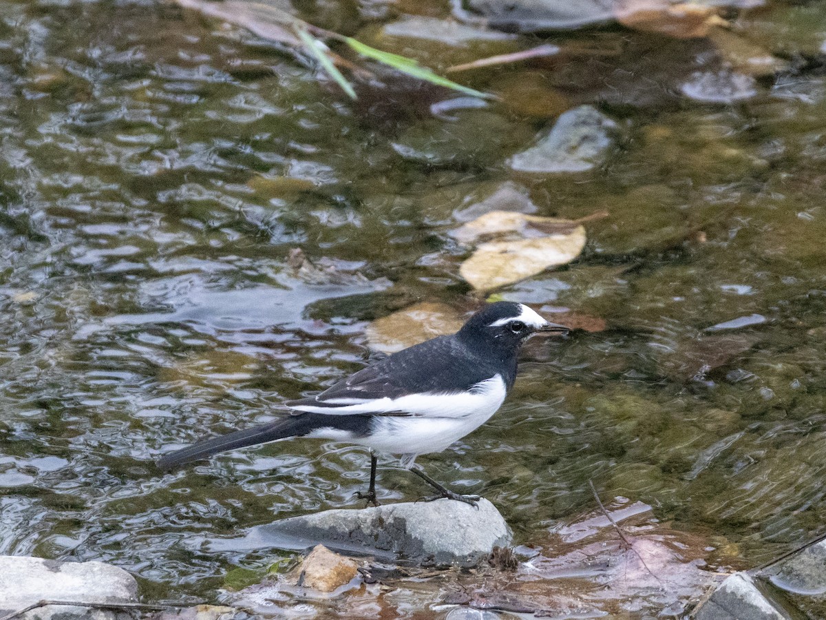 Japanese Wagtail - ML625469374