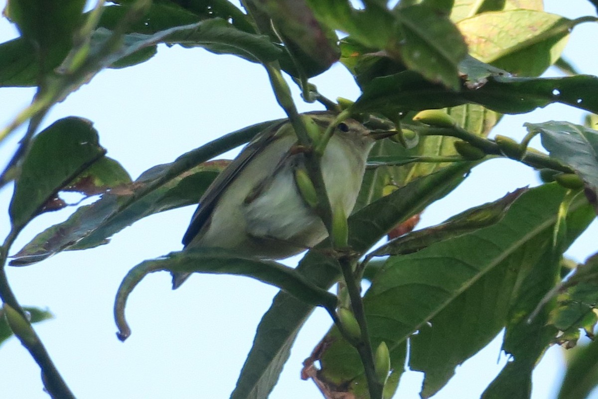 Hume's Warbler - ML625469405