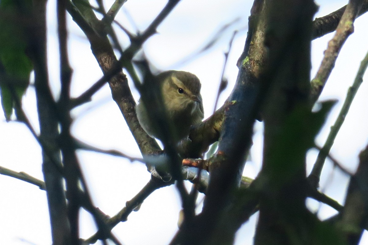 Hume's Warbler - ML625469406